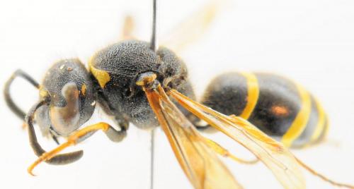 Odynerus spinipes